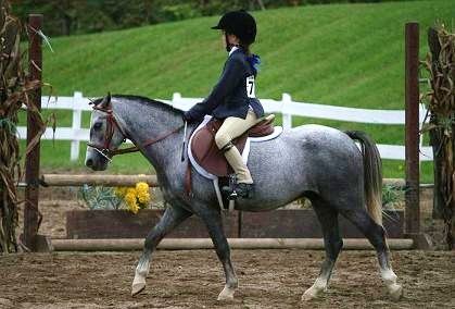 Smal pony hunter for sale lease- fall jump walk